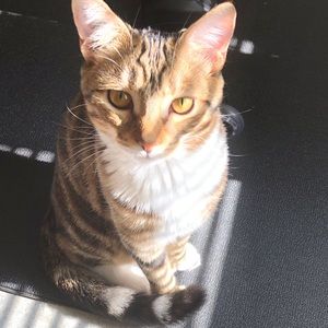 Meet your Posher, Anali